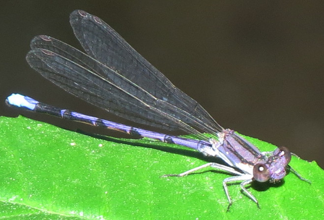 Violet Dancer