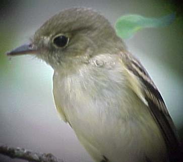 Acadian Flycatcher