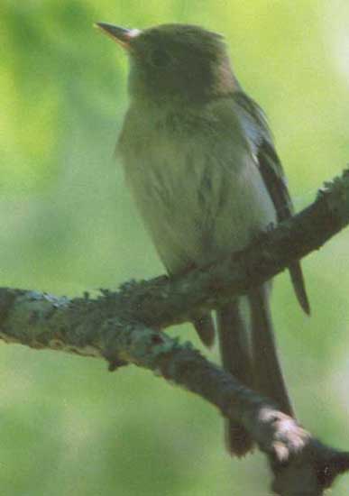 Acadian Flycatcher