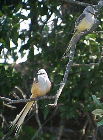 Scissor-tailed Flycatcher