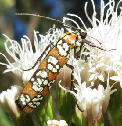 Ailanthus