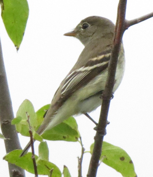 Alder Flycatcher
