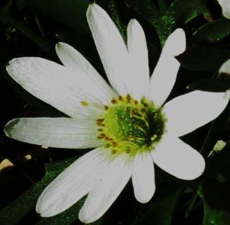 anemone