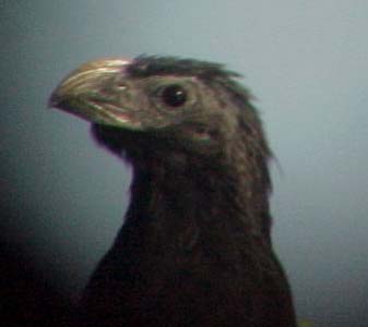 Groove-billed Ani