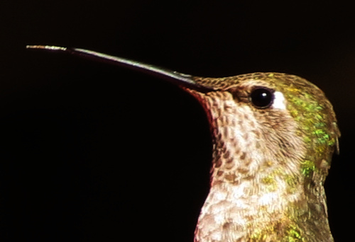 annashummingbird