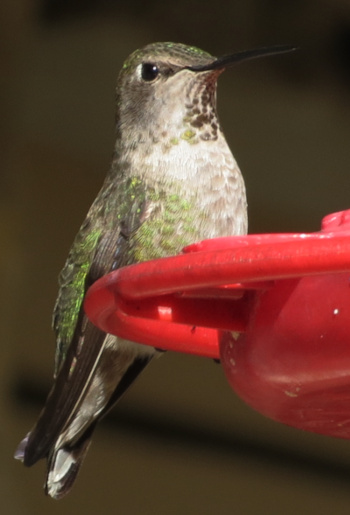 annashummingbird