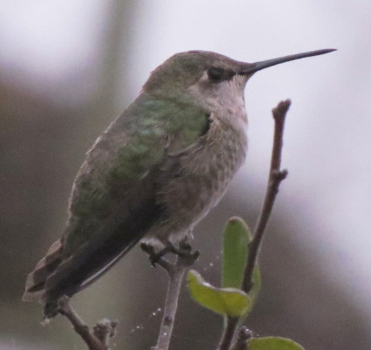 annashummingbird