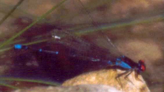Argia cuprea