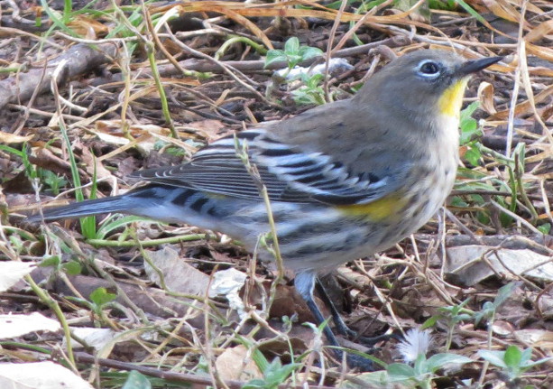 Audubon's Warbler
