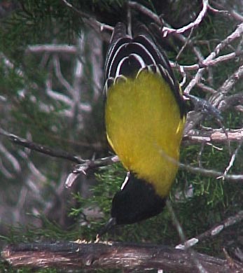Audubon's Oriole