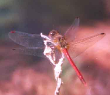 Autumn Meadowhawk