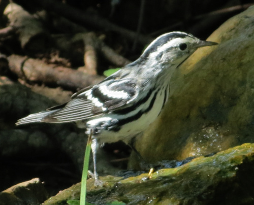 blackandwhitewarbler