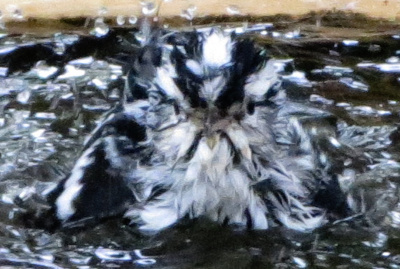 blackandwhitewarbler