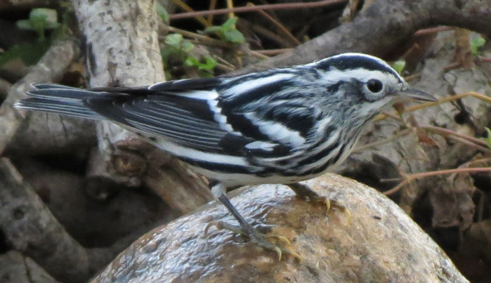 Black-and-white Warbler