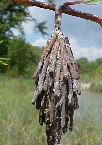 Bagworm