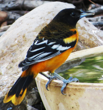 Baltimore Oriole