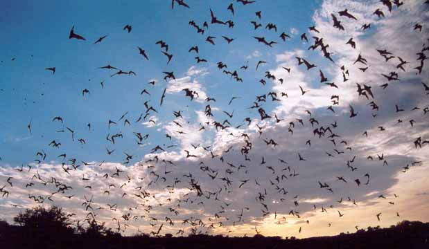 Bat Flight