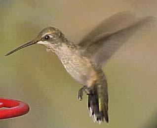Black-chinned Hummingbird