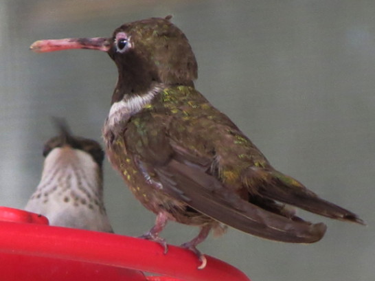 sick hummingbird