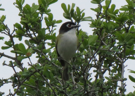 Black-capped Vireo