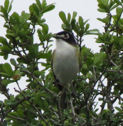Black-capped Vireo