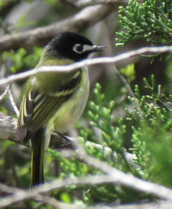 Black Capped Vireo