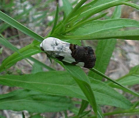 Bird Dropping Moth