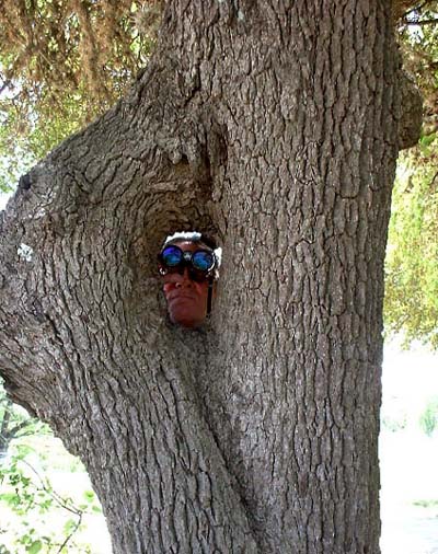 Lookin' in the trees