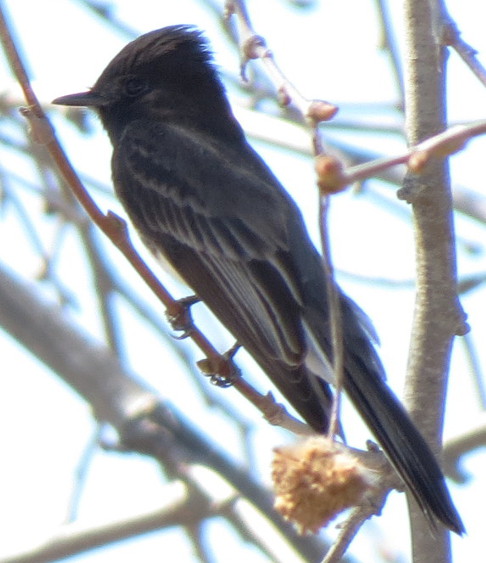 blackphoebe