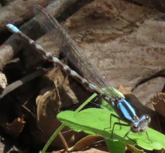 Blue-fronted Dancer