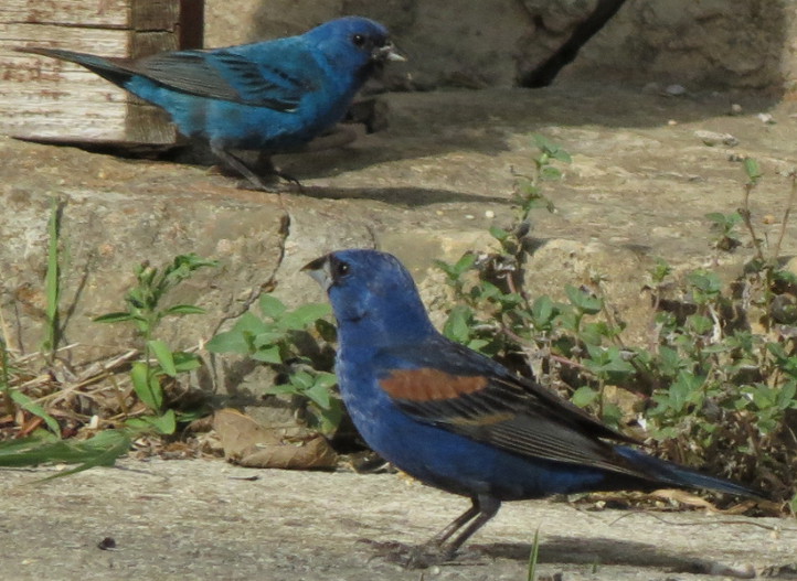 BlueGrosbeak-IndigoBunting