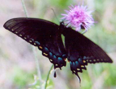 Black E. Tiger Swallowtail