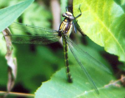 Black-shouldered Spinyleg