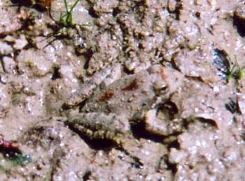 Blanchard's Cricket Frog