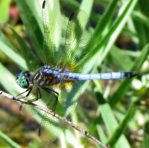 Blue Dasher