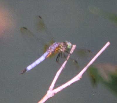 Blue Dasher