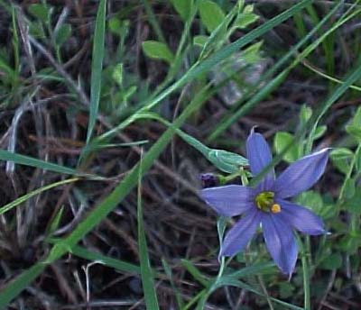 blue-eyed grass