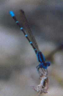 Blue-ringed Dancer