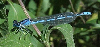 Bluet