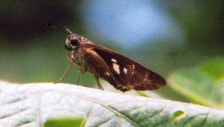 Brazilian Skipper