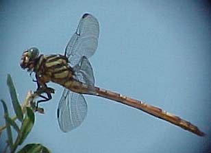 Broad-striped Forceptail