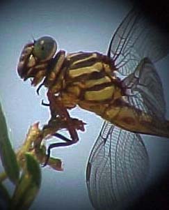 Broad-striped Forceptail