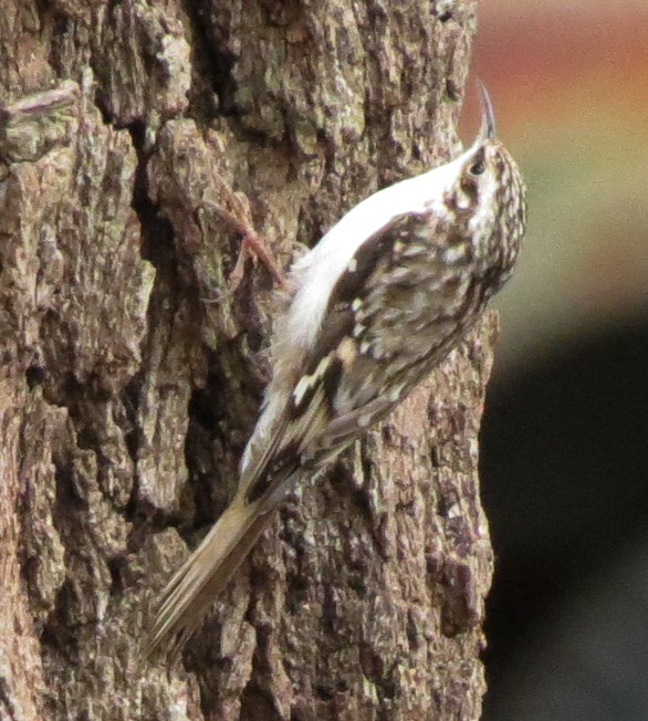browncreeper