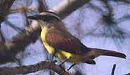 To Brush Country Birds