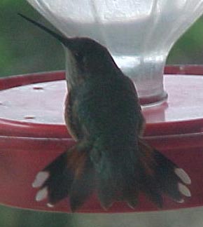 Broad-tailed Hummingbird