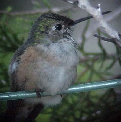 Broad-tailed Hummingbird