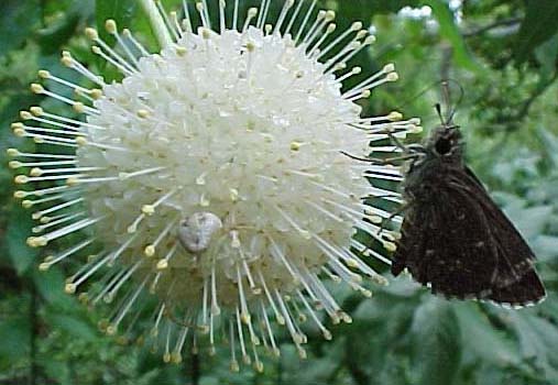 Buttonbush