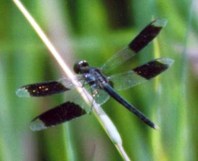 Band-winged Dragonlet