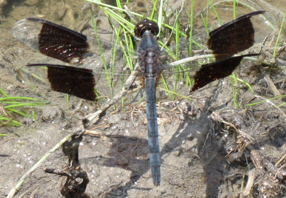 Band-winged Dragonlet
