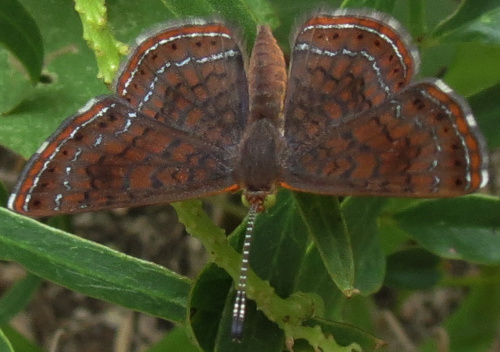 Metalmark